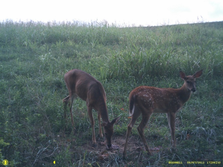 Fawns are getting bigger (Bushnell TS) 2_510