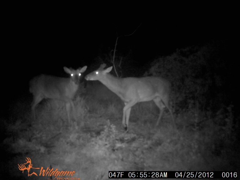 A few deer WGI ir2 Sunp0023